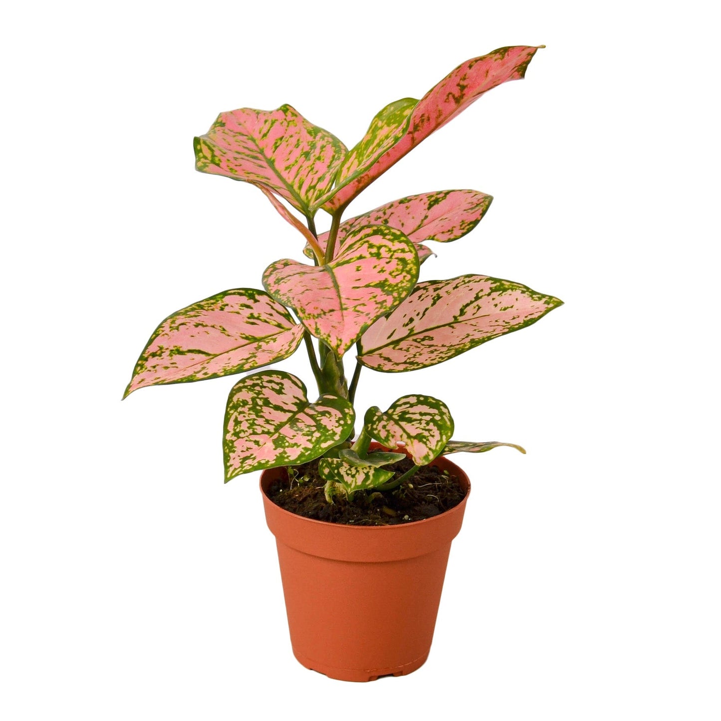 Aglaonema Lady Valentine - 4"