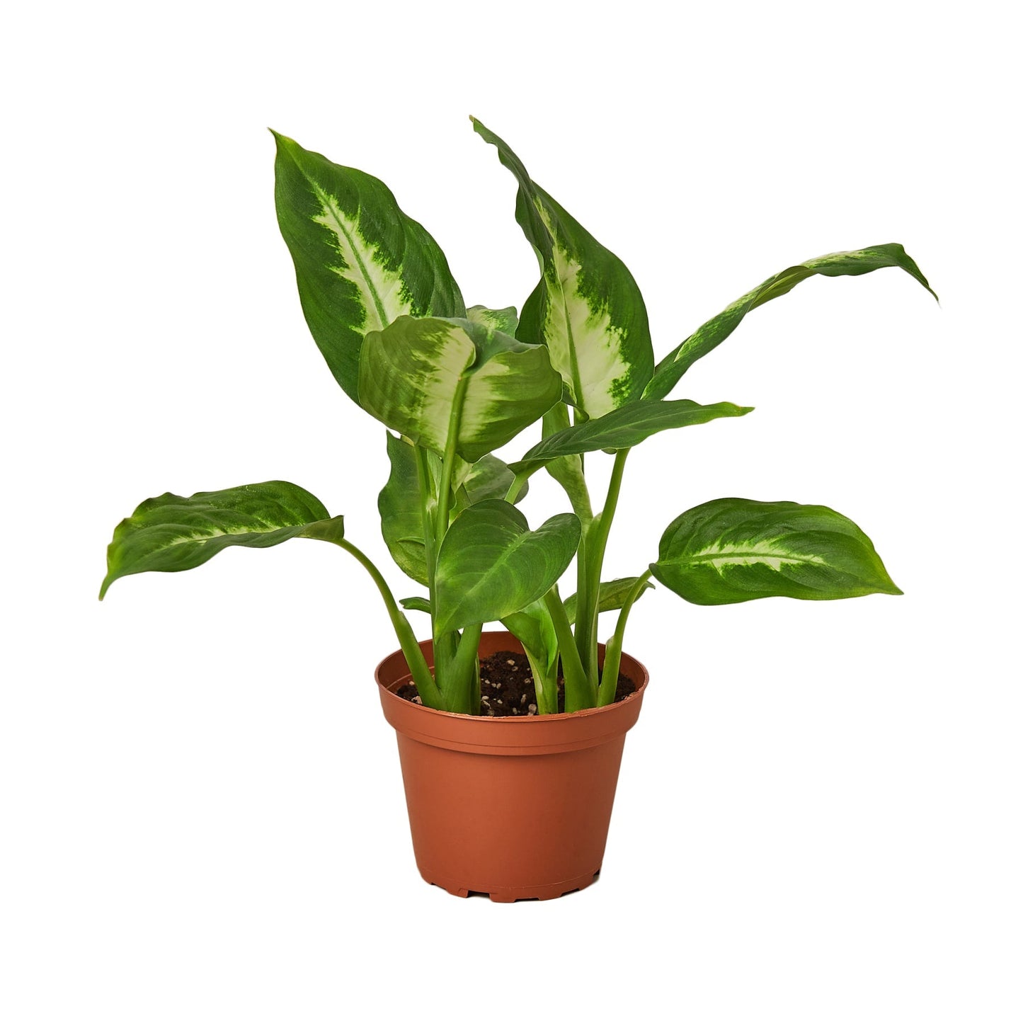 Dieffenbachia Camille Live Plant – 4 Inch Pot
