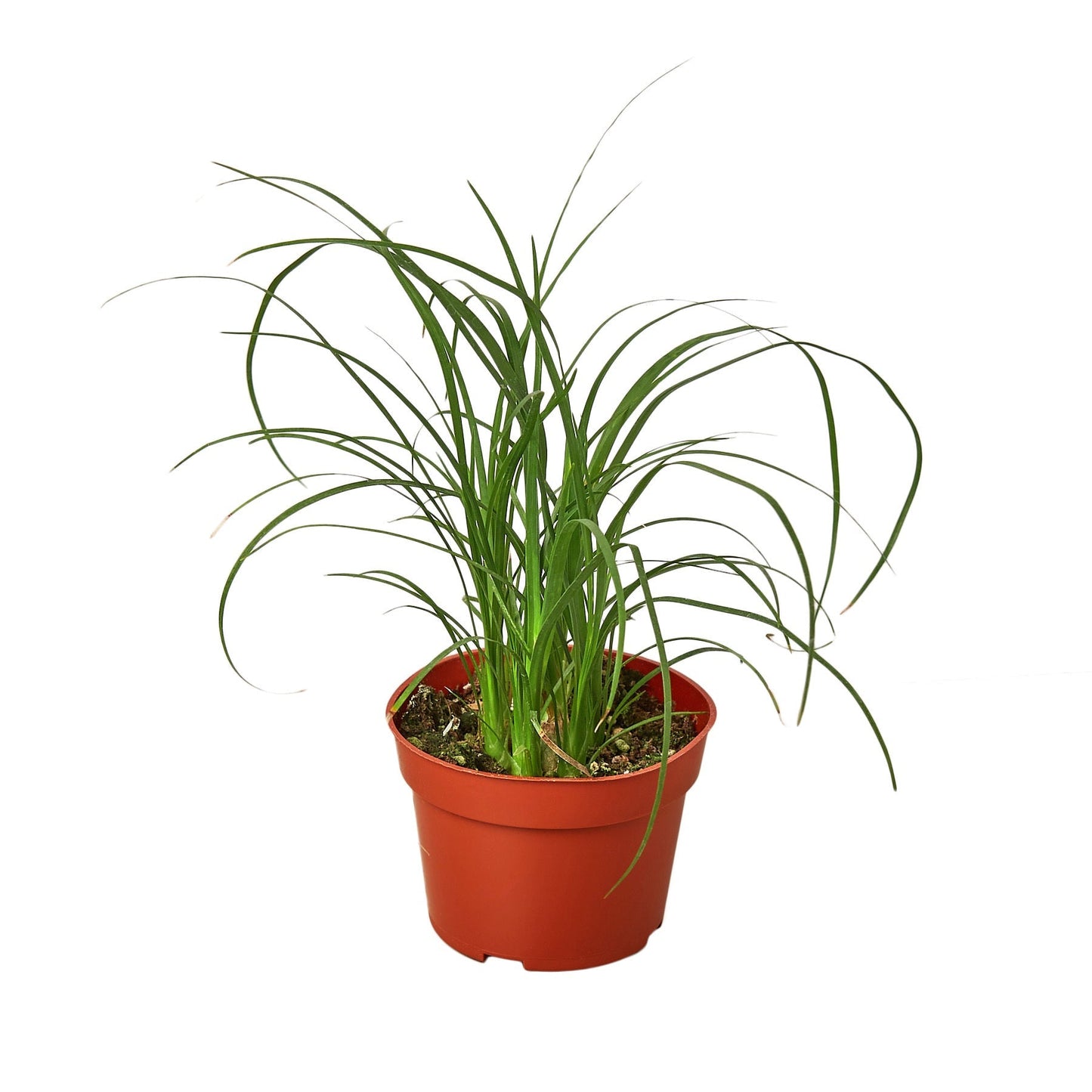 Ponytail Palm Live Houseplant – 4 Inch Pot