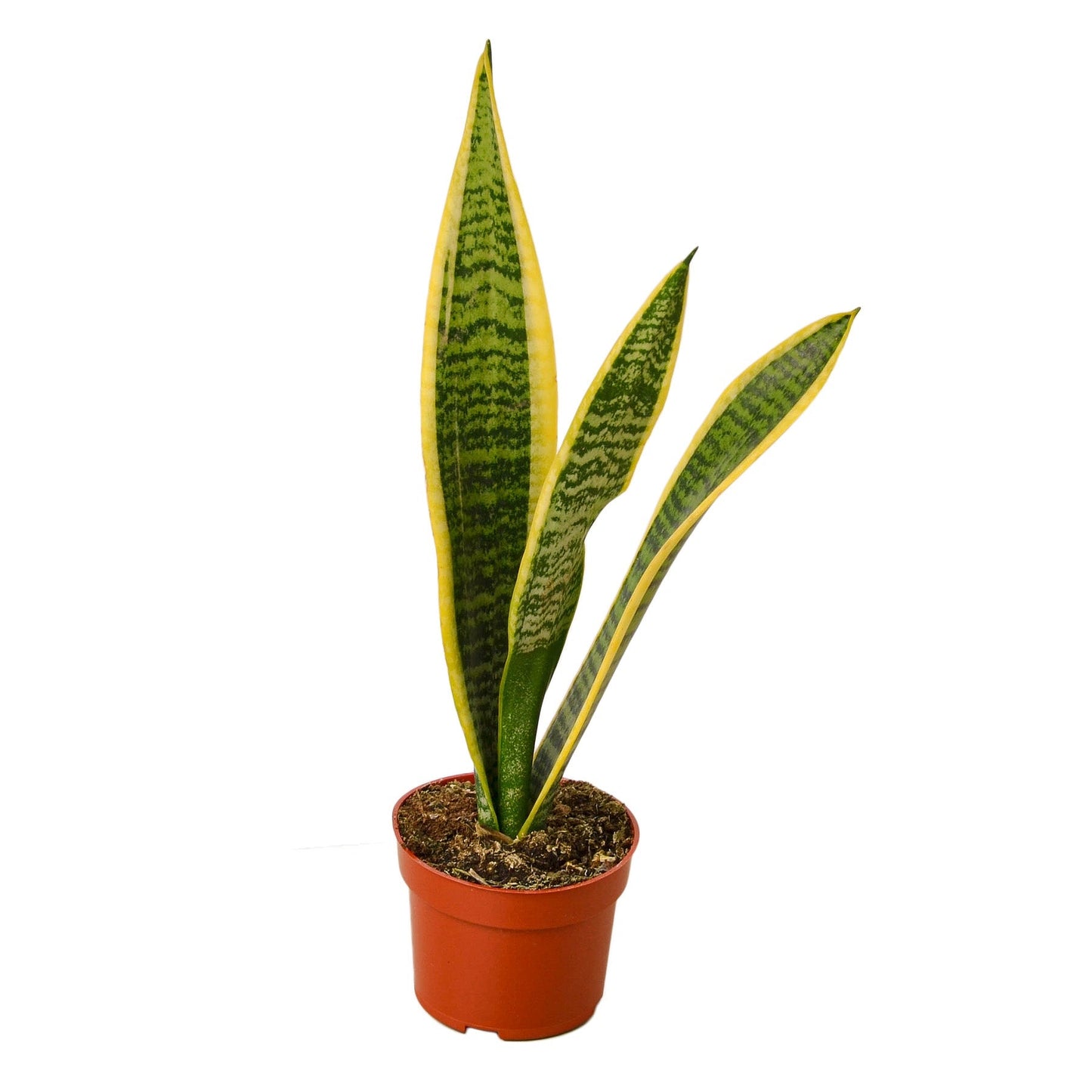 Laurentii Snake Plant Live Houseplant – 4 Inch Pot