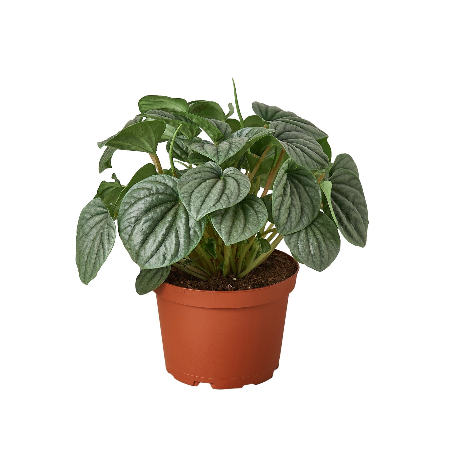 Peperomia Frost Live Houseplant