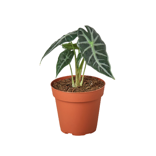 Alocasia Amazonica Bambino Live Plant