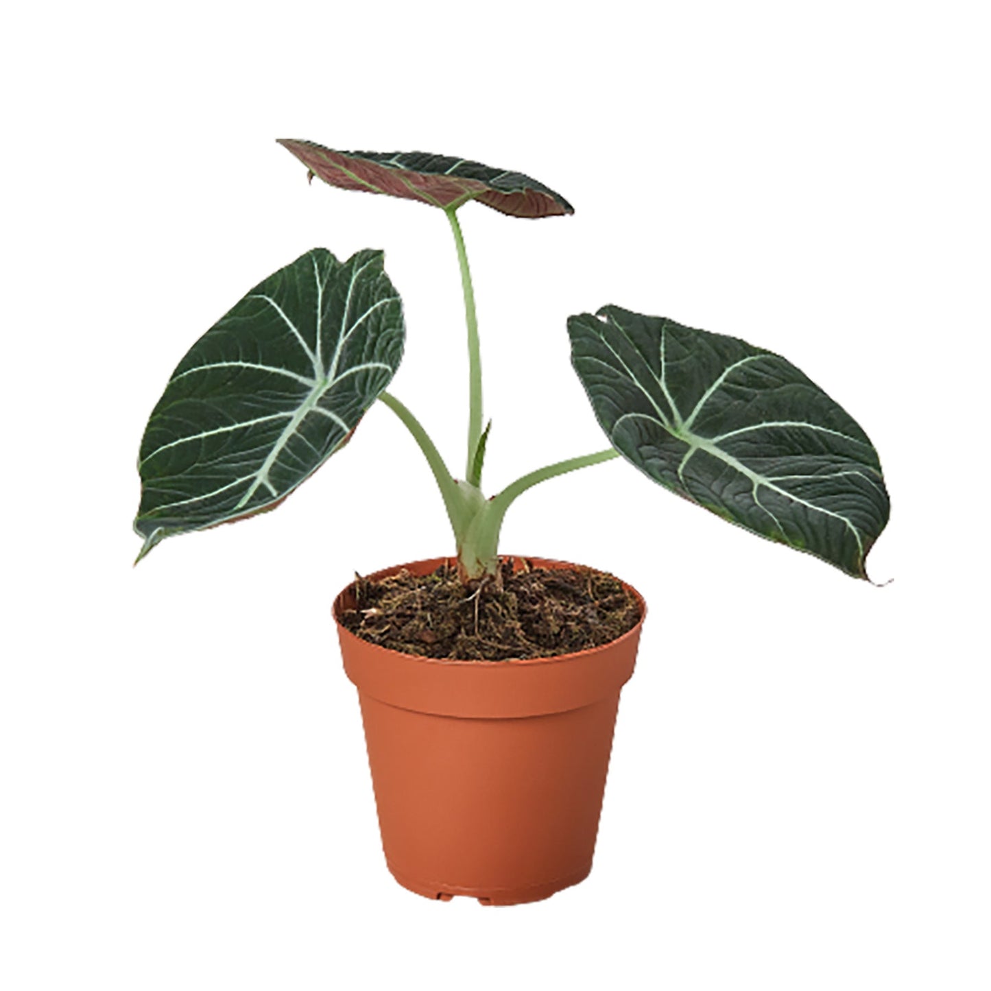 Alocasia Black Velvet Live Tropical Plant