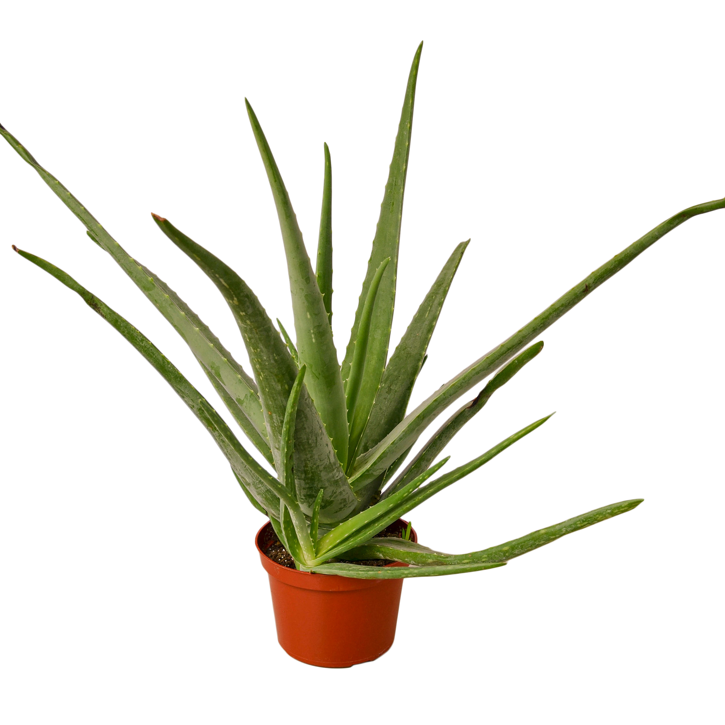 Aloe Vera Live Succulent Plant – 6 Inch Pot