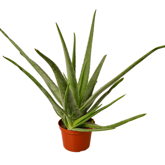 Aloe Vera Live Succulent Plant – 6 Inch Pot