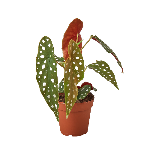 Begonia Maculata Polka Dot Live Plant