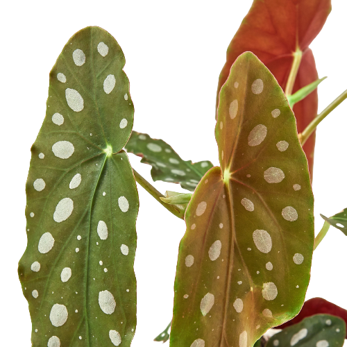 Begonia Maculata Polka Dot Live Plant