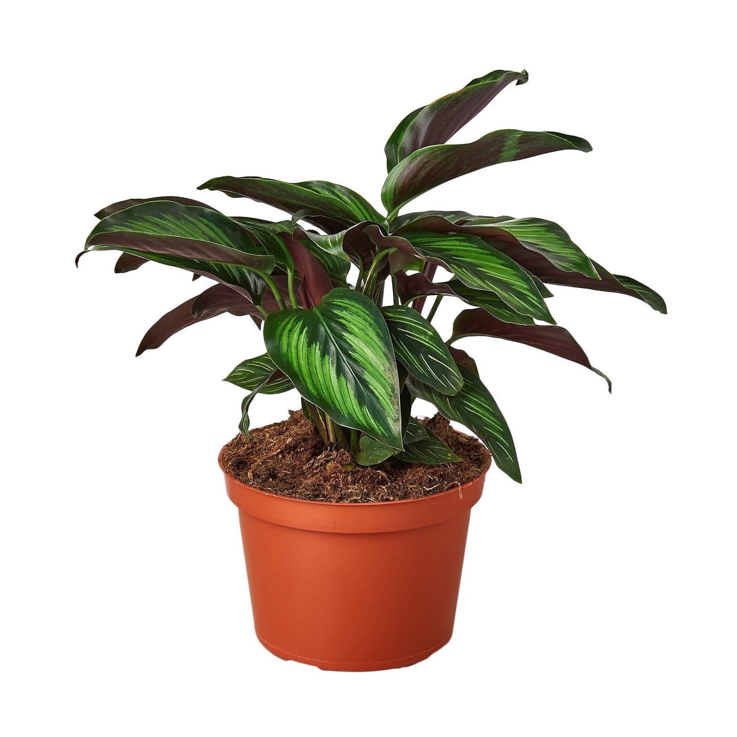 Calathea Beauty Star Live Houseplant – 6 Inch Pot