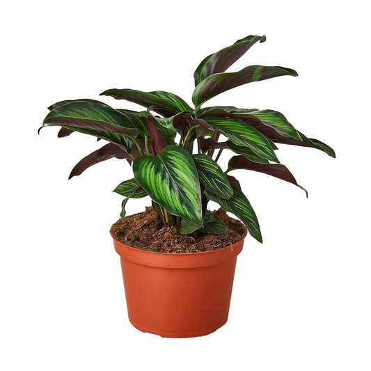 Calathea Beauty Star Live Houseplant – 6 Inch Pot