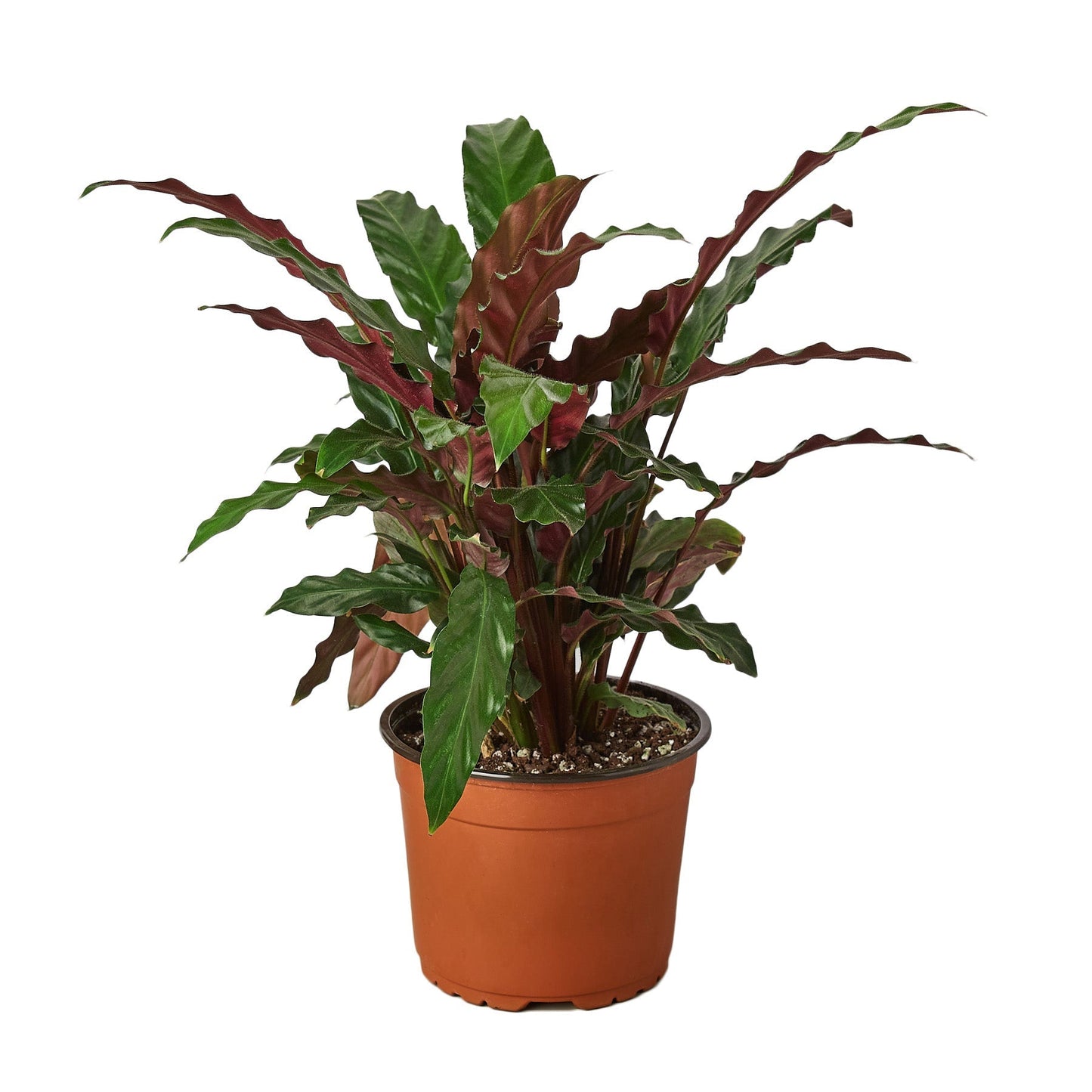 Calathea Furry Feather Live Prayer Plant – 6 Inch Pot