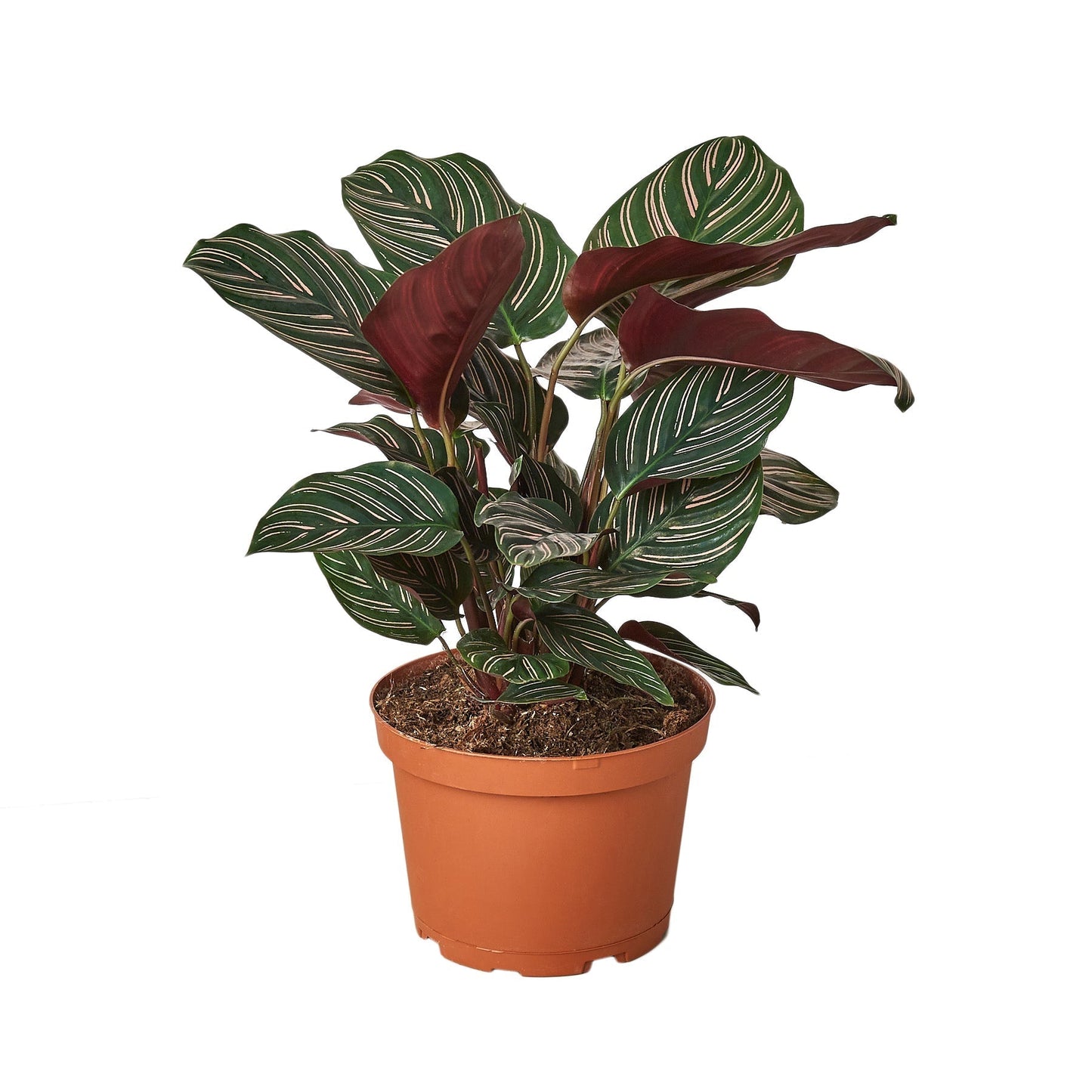 Calathea Ornata Pin Stripe Live Plant – 6 Inch Pot