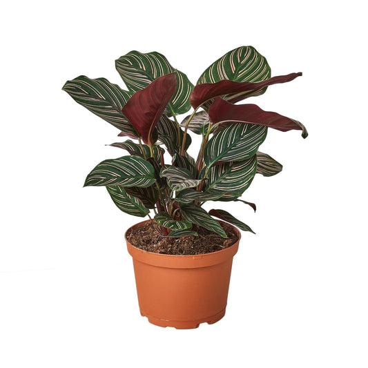 Calathea Ornata Pin Stripe Live Plant – 6 Inch Pot