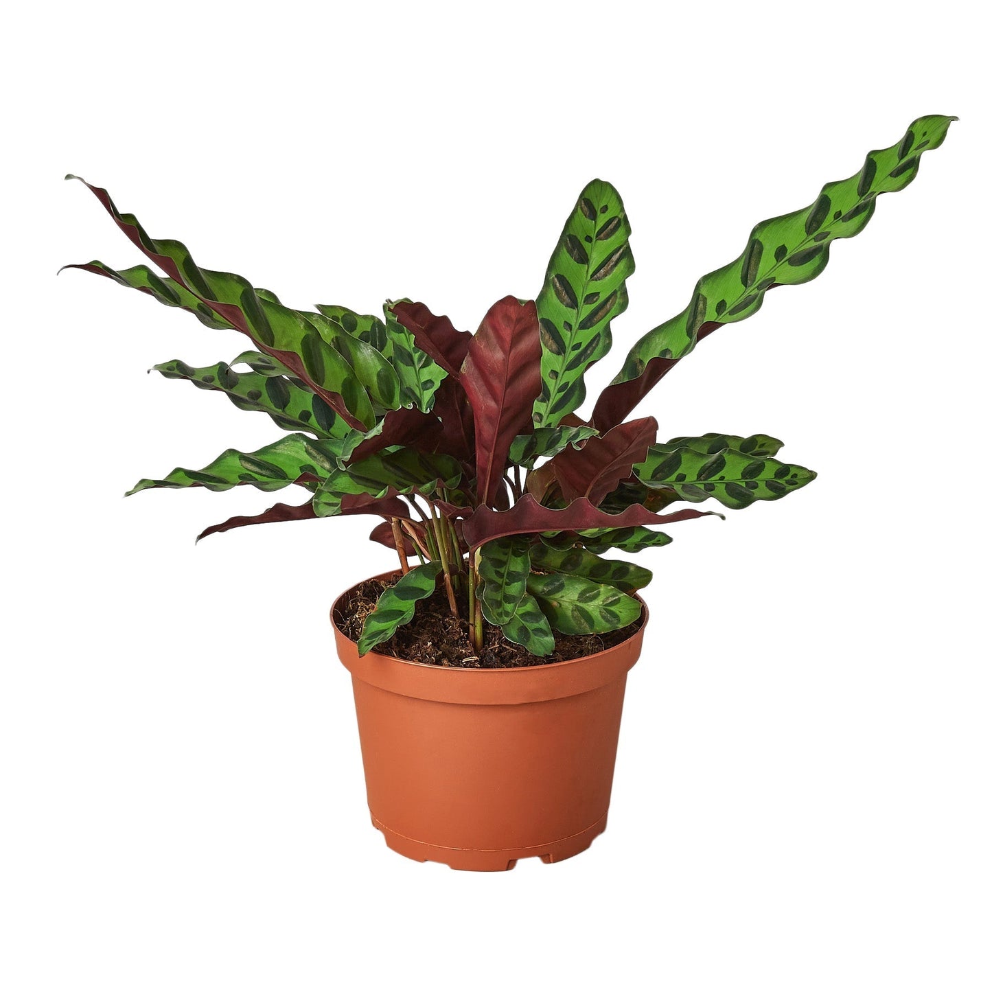 Rattlesnake Calathea Live Prayer Plant – 6 Inch Pot