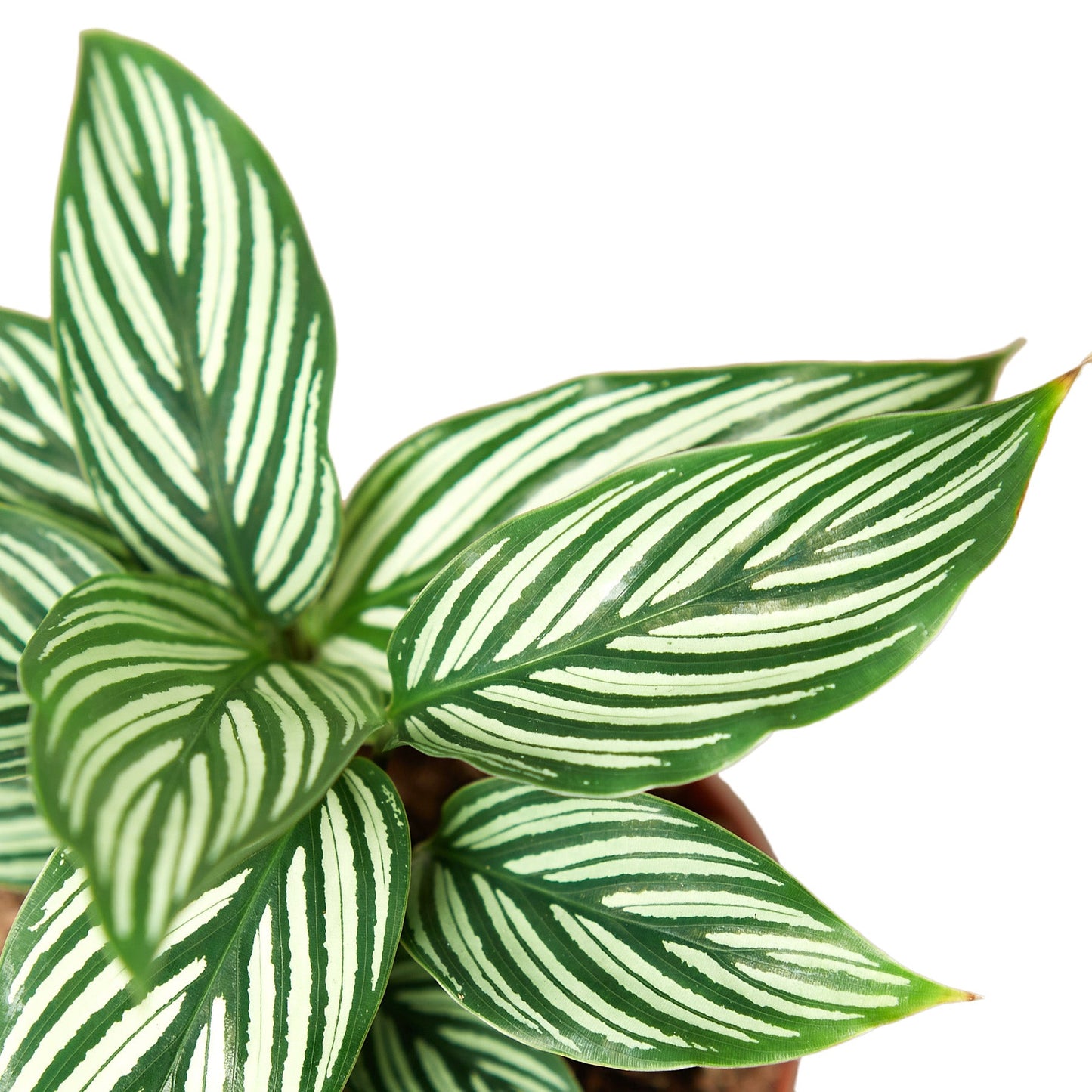 Calathea Vittata Live Striped Houseplant