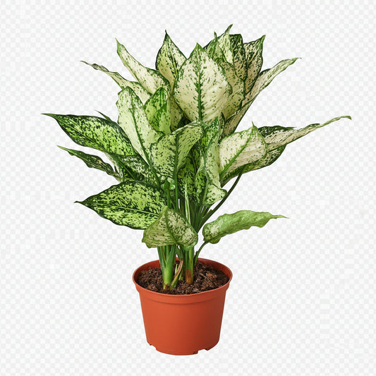 Chinese Evergreen 'First Diamond' - House Plant Shop