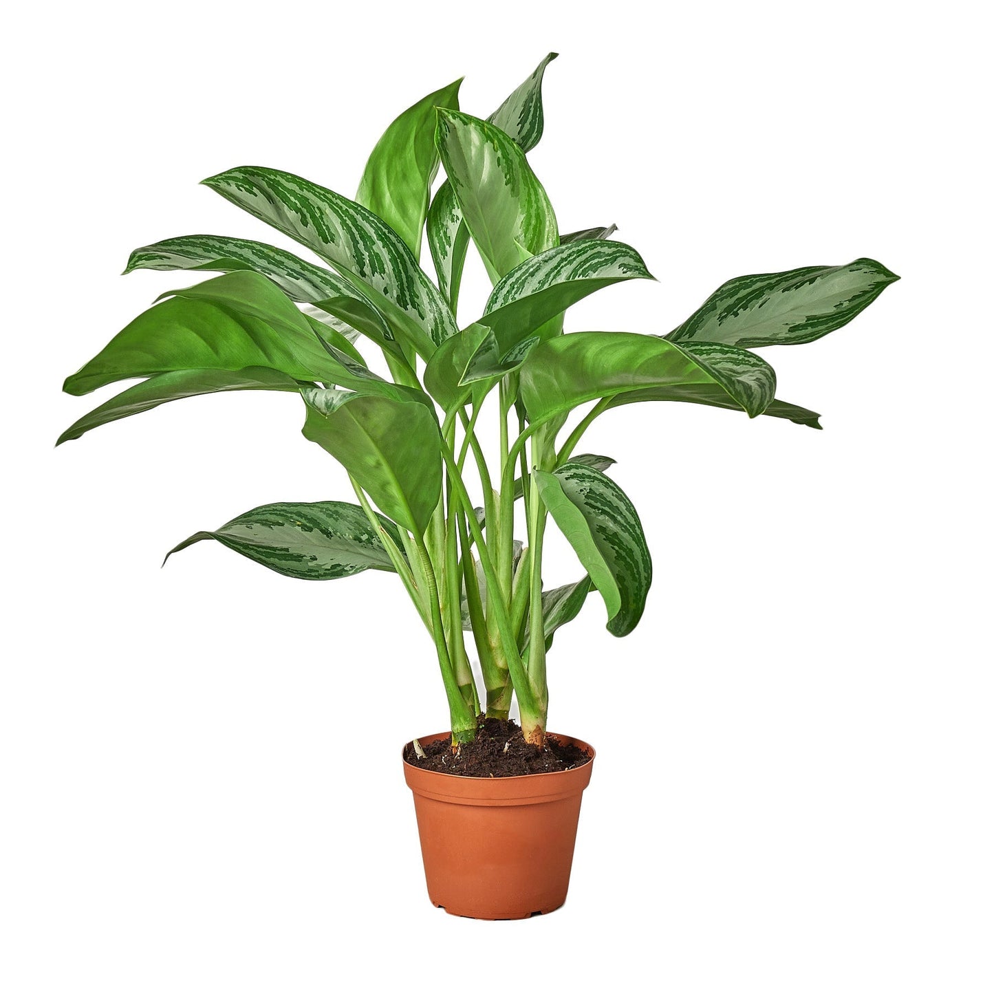 Aglaonema Silver Bay - 6"
