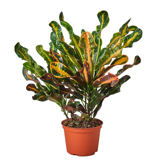 Croton Mammy Live Houseplant