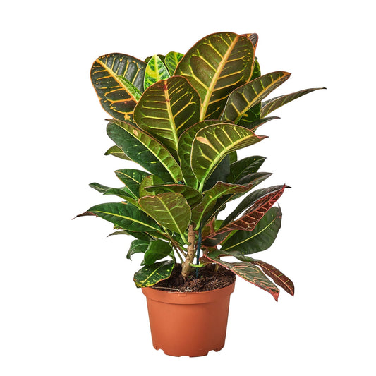 Croton Petra Joseph's Coat Live Houseplant