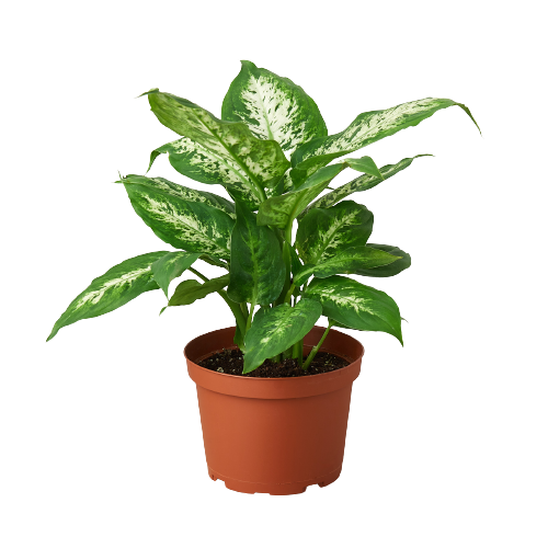 Dieffenbachia Tropic Snow Live Houseplant