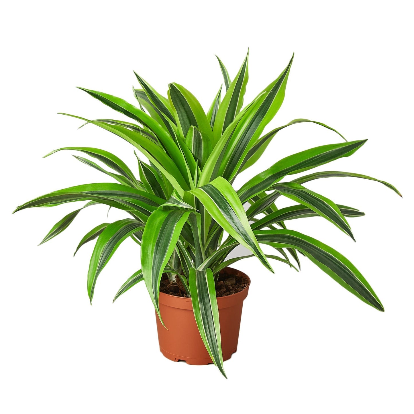Dracaena Lemon Lime Live Plant – 6 Inch Pot