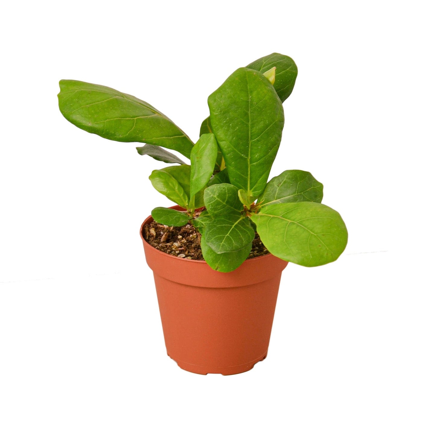 Fiddle Leaf Fig Live Plant – 4 Inch Pot