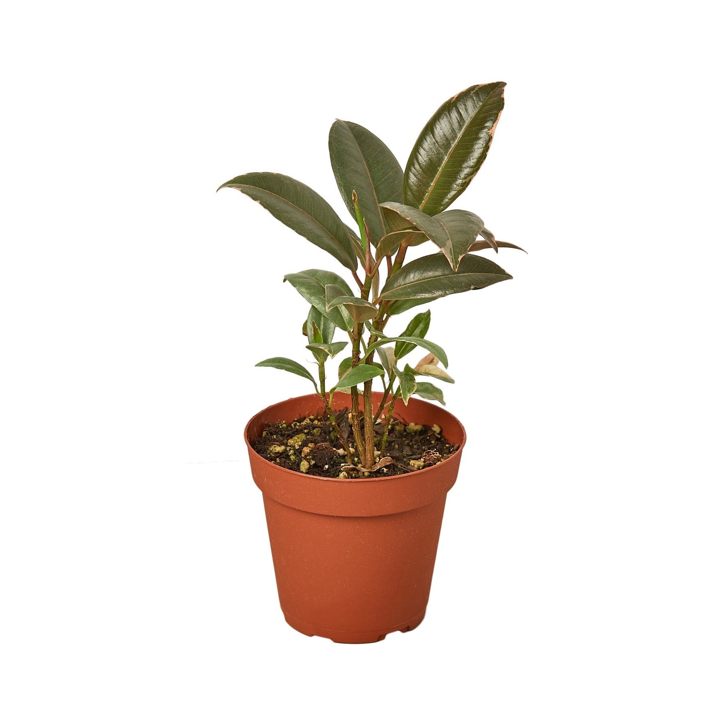 Ficus Elastica Tineke Live Plant – 4 Inch Pot