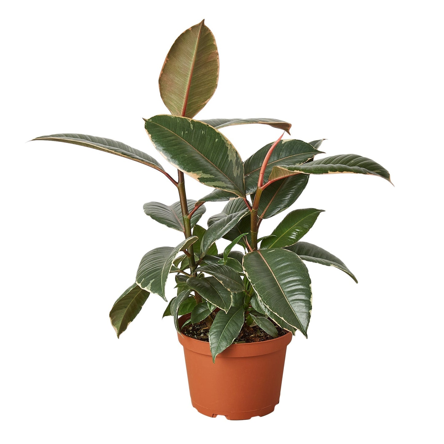 Ficus Elastica Tineke Live Plant – 4 Inch Pot