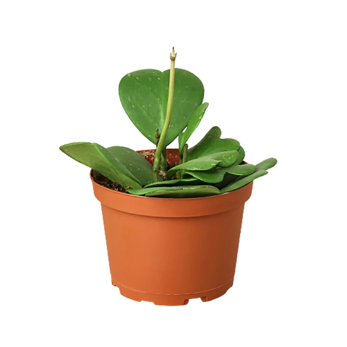Sweetheart Hoya Live Houseplant