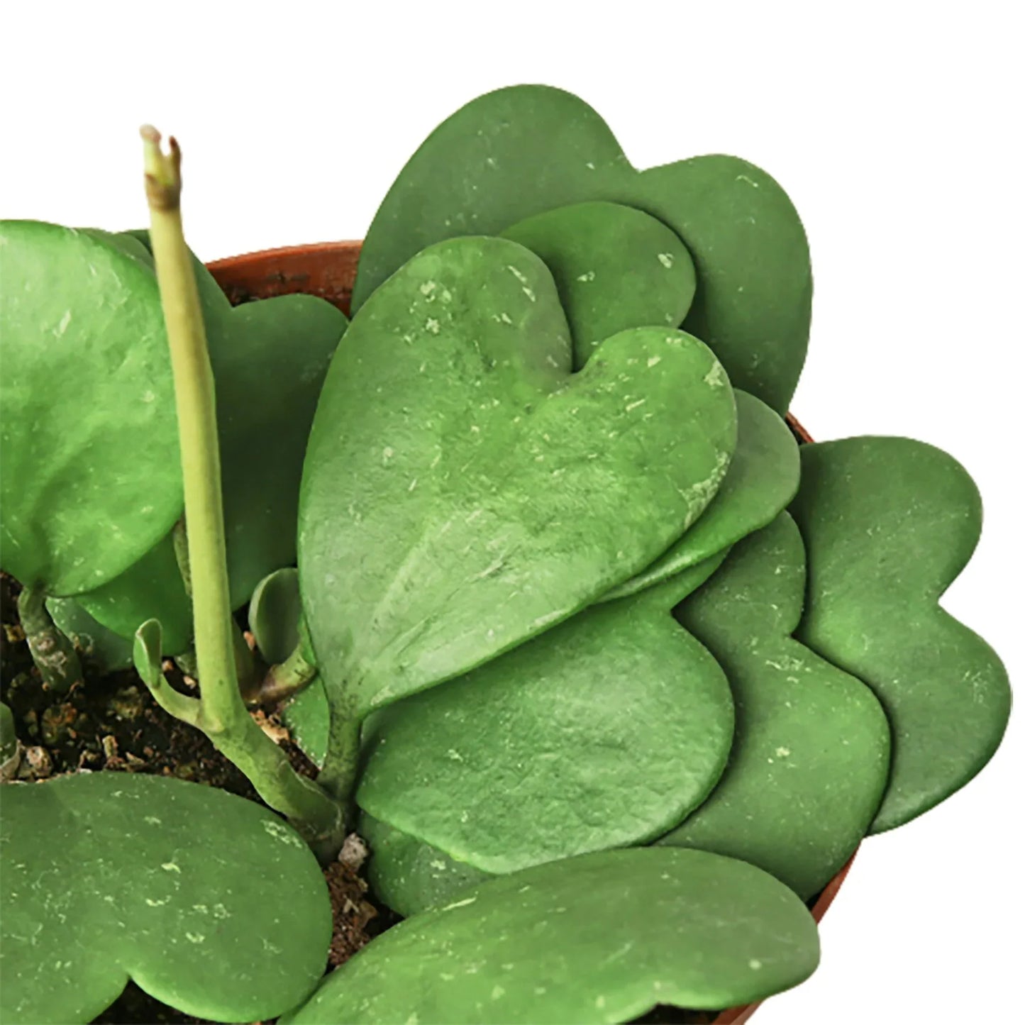 Sweetheart Hoya Live Houseplant