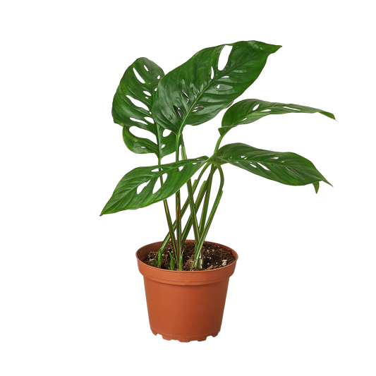Monstera Adansonii Swiss Cheese Live Plant – 4 Inch Pot