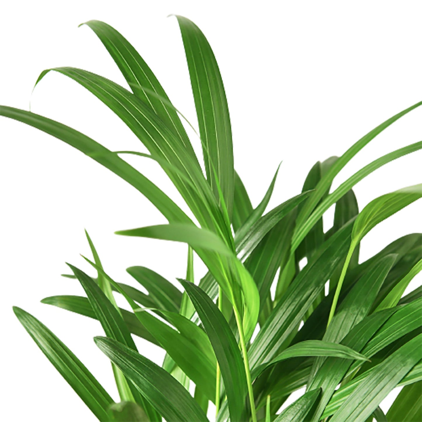 Areca Palm Live Houseplant – 4 Inch Pot
