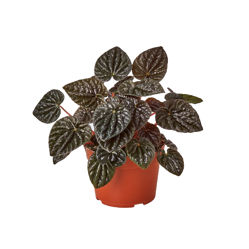 Red Ripple Peperomia Live Plant – 4 Inch Pot