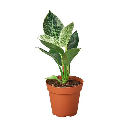 Birkin Philodendron Live Houseplant – 4 Inch Pot