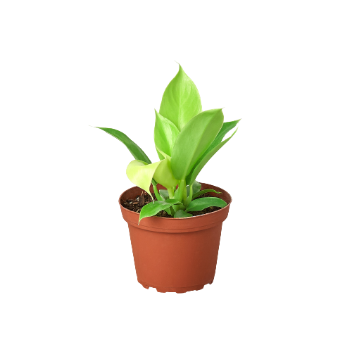 Moonlight Philodendron Live Houseplant – 4 Inch Pot