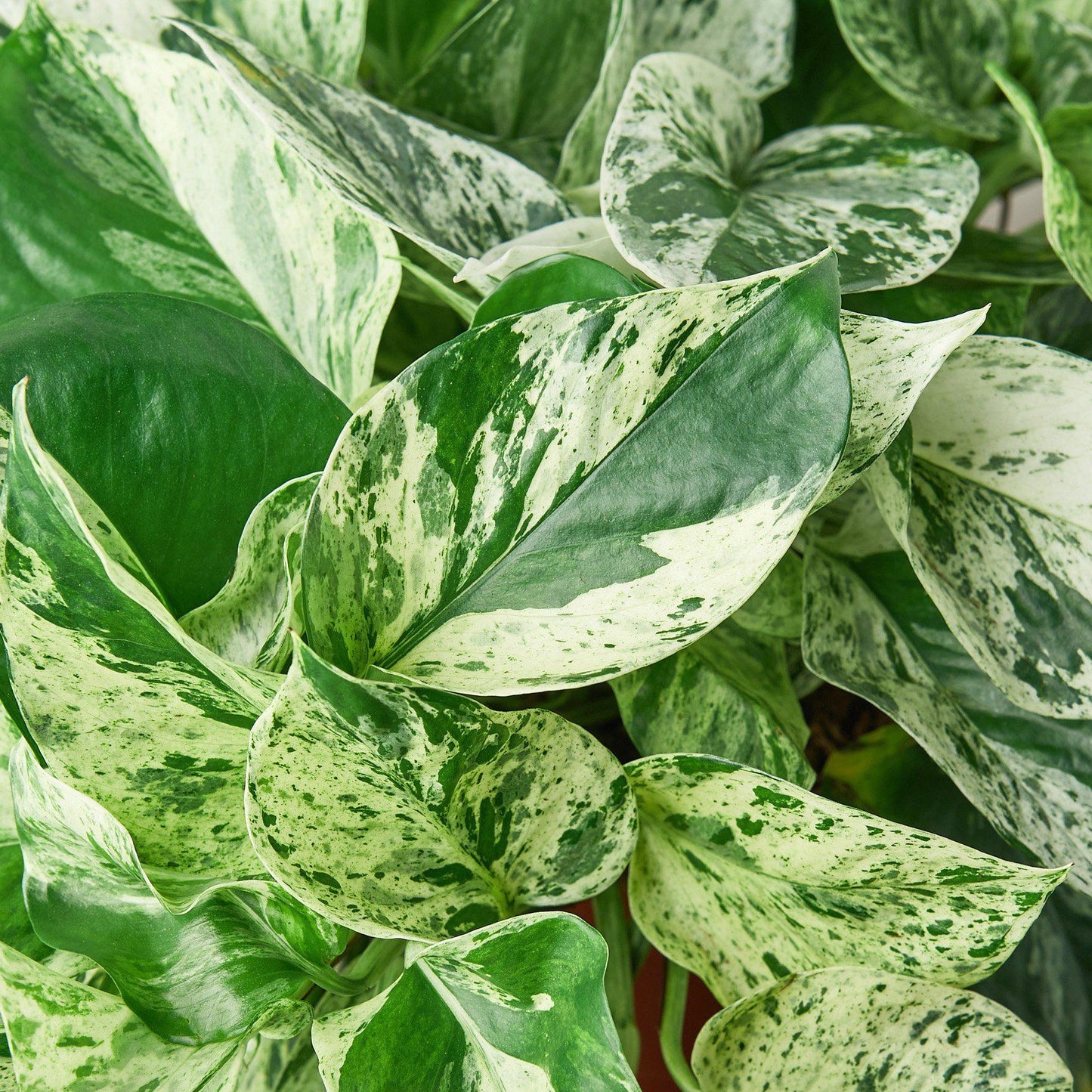 Marble Queen Pothos Live Houseplant