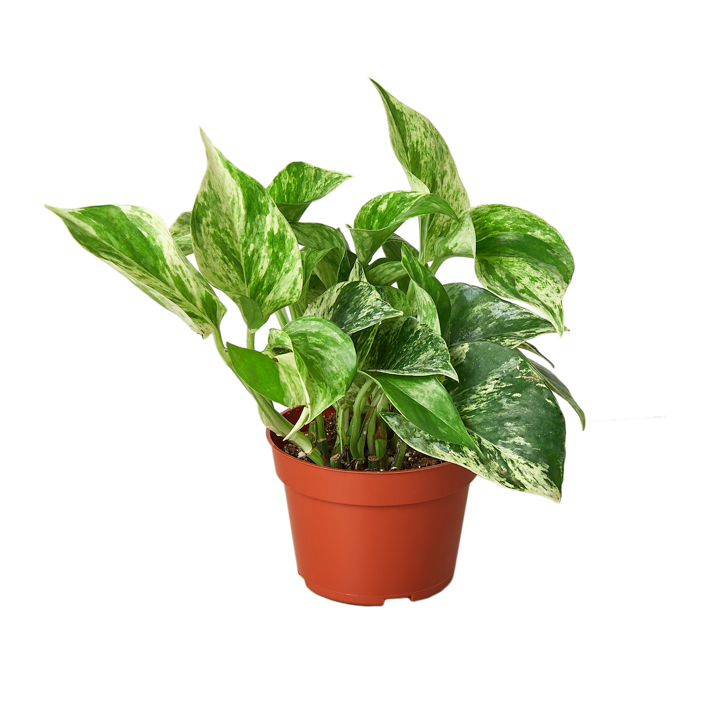 Marble Queen Pothos Live Houseplant