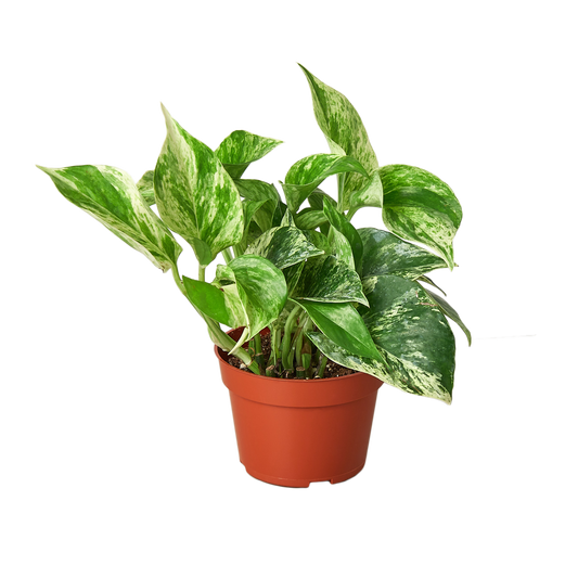 Marble Queen Pothos Live Houseplant