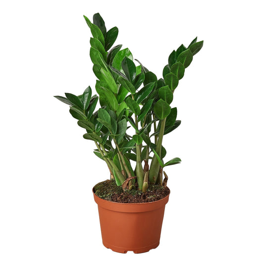 ZZ Plant Live Houseplant – 6 Inch Pot