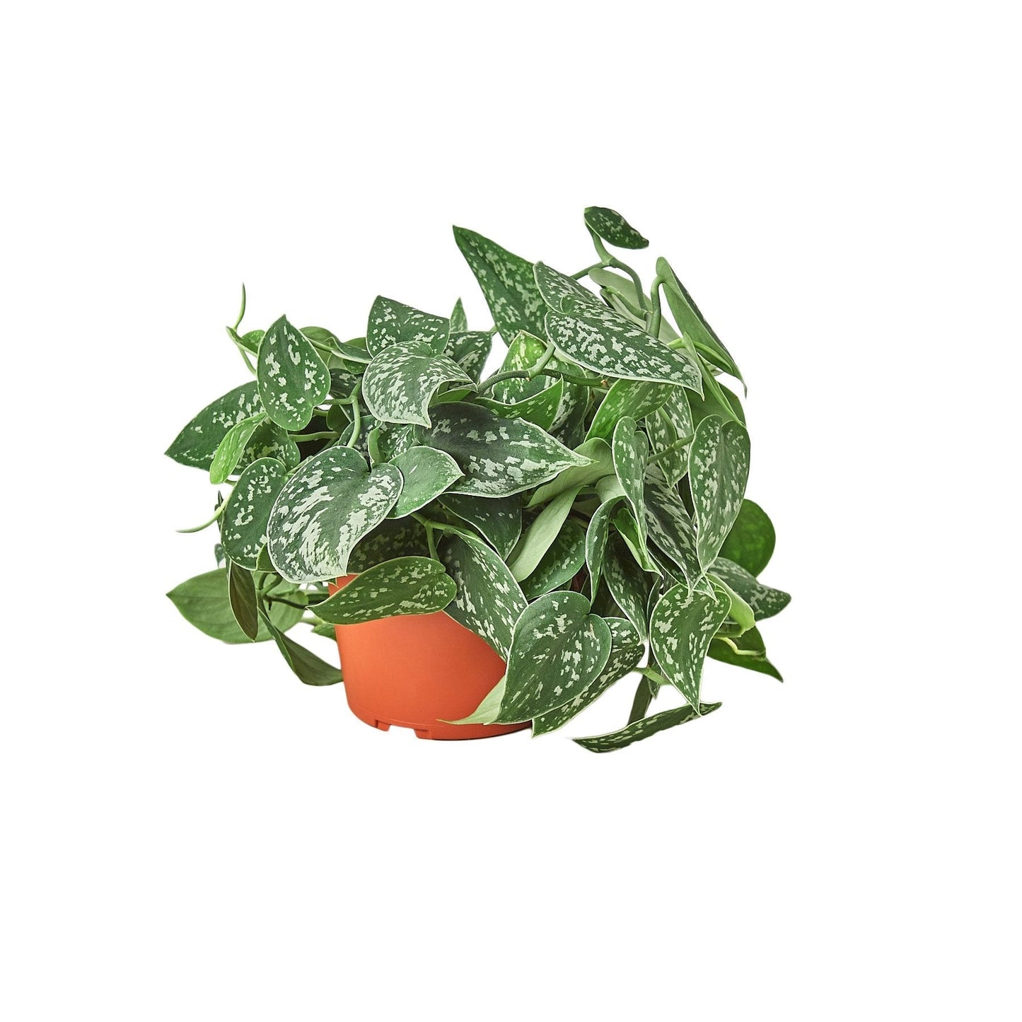 Satin Pothos Scindapsus Live Plant – 6 Inch Pot