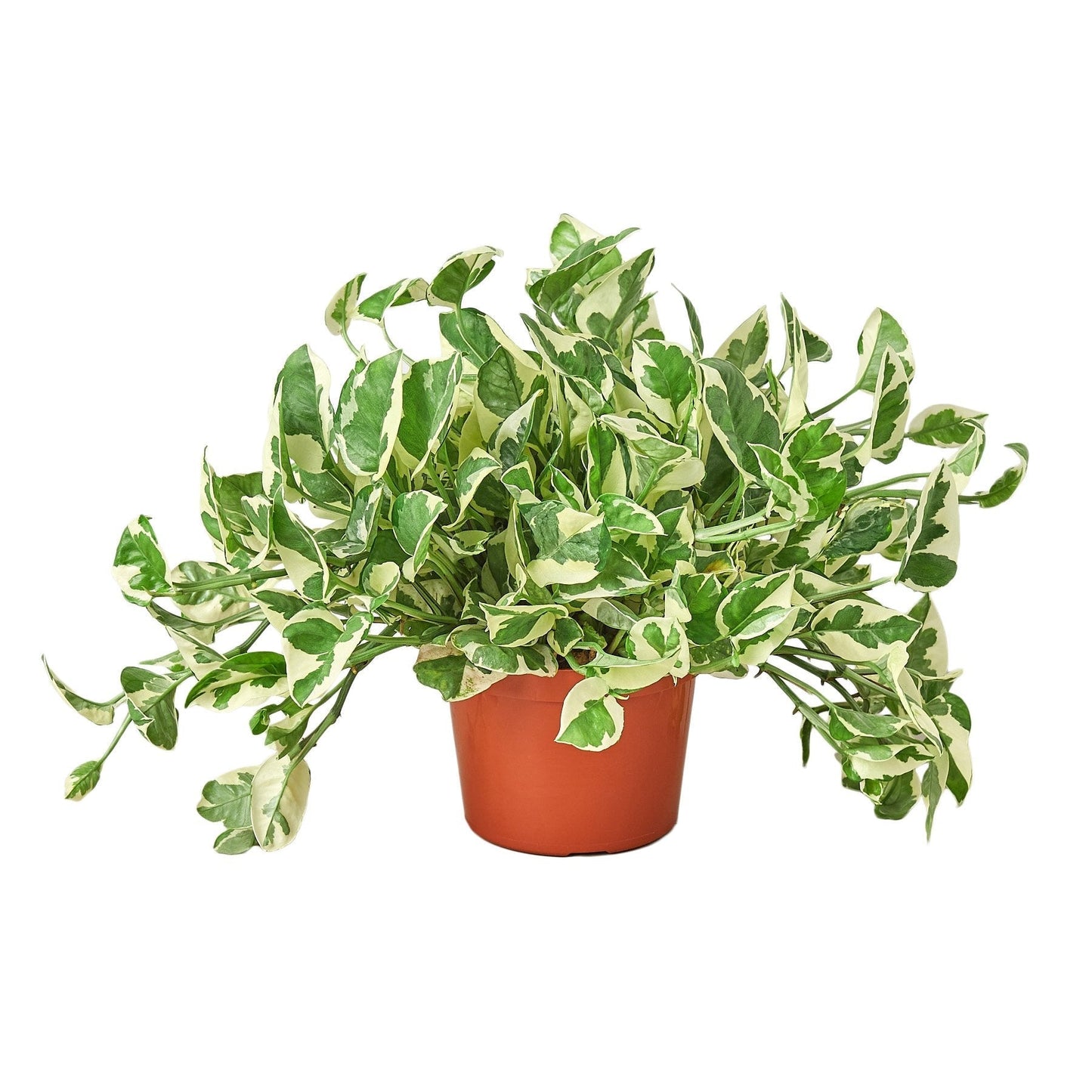 N’Joy Pothos Live Houseplant – 6 Inch Pot