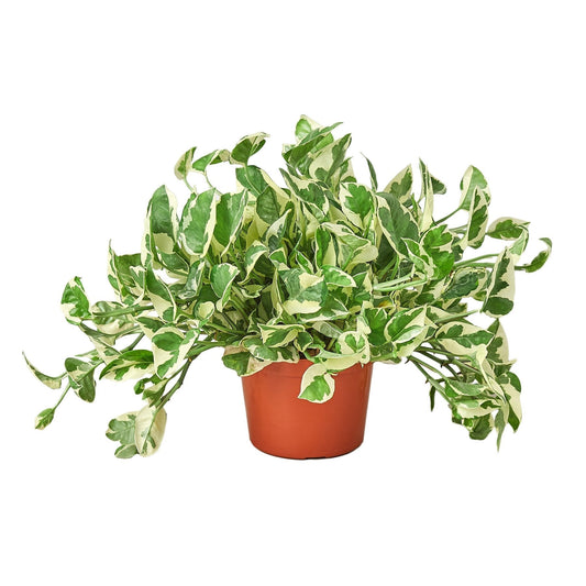 N’Joy Pothos Live Houseplant – 6 Inch Pot