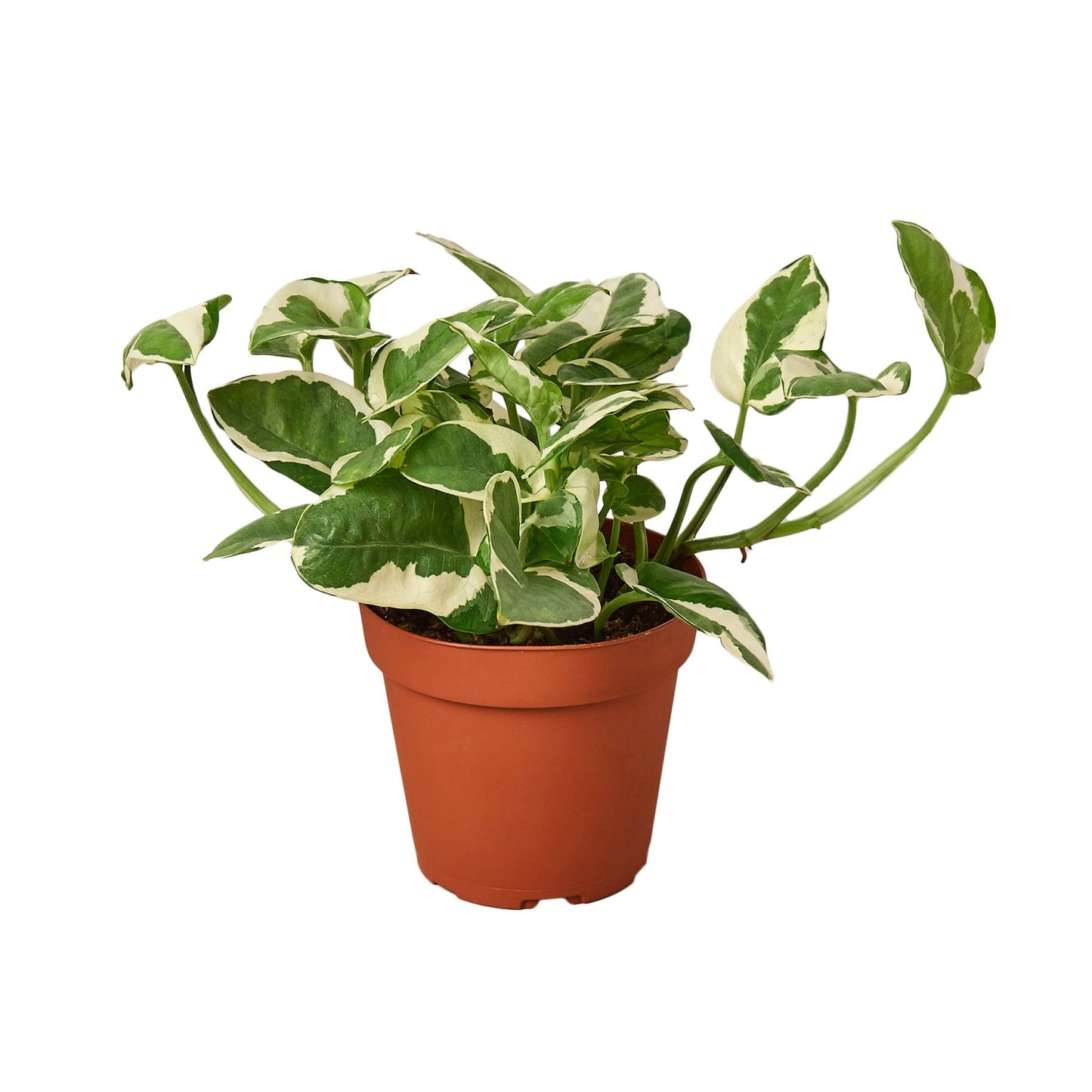 N’Joy Pothos Live Houseplant – 4 Inch Pot