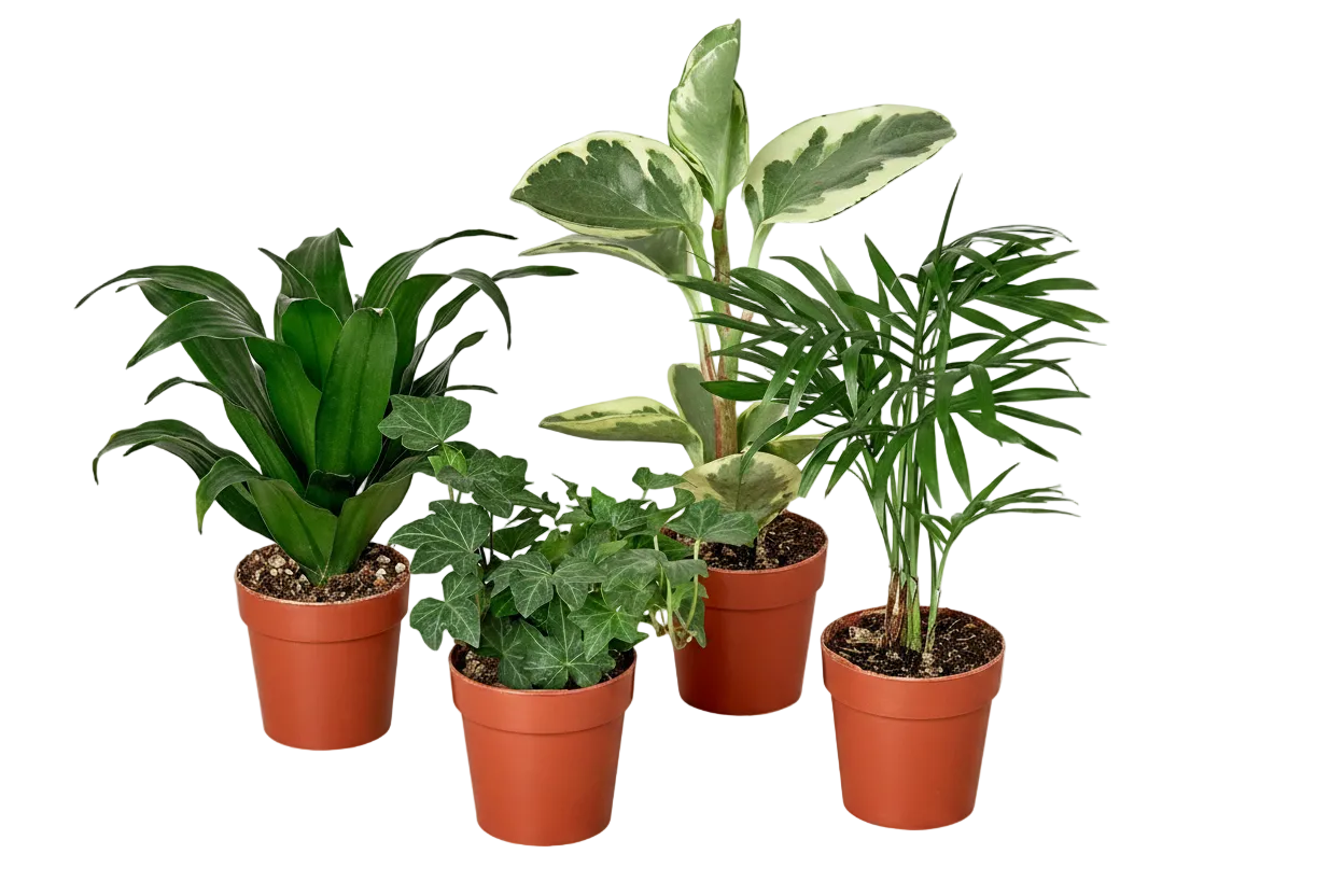 Tropical Plant Variety Bundle - Set of 4 Live Houseplants
