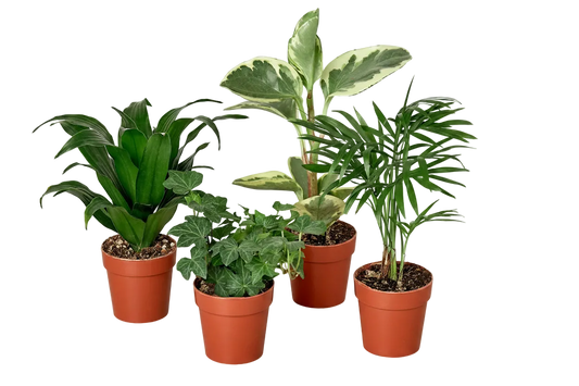 Tropical Plant Variety Bundle - Set of 4 Live Houseplants