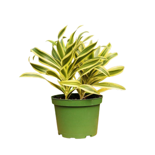 1 Mystery Plant Monthly Monthly Subscription Box