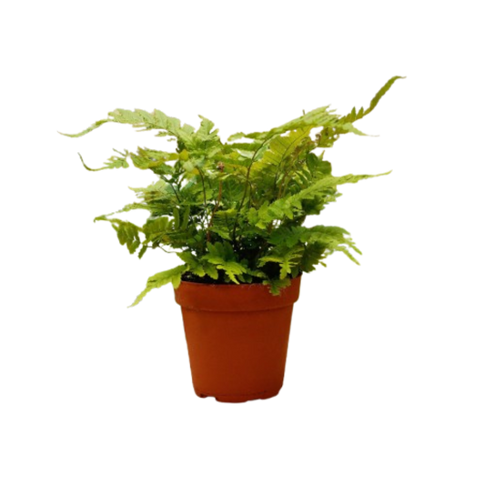 1 Pet Friendly Mystery Plant Monthly Subscription Box