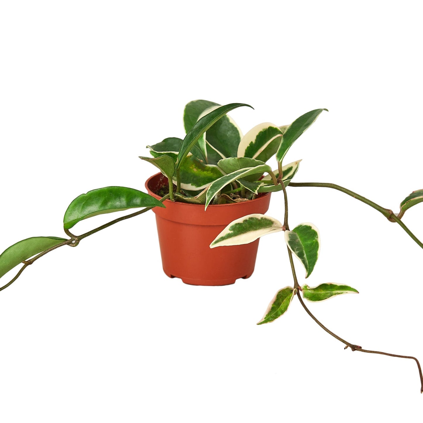 Hoya Carnosa Tricolor Live Plant – 4 Inch Pot