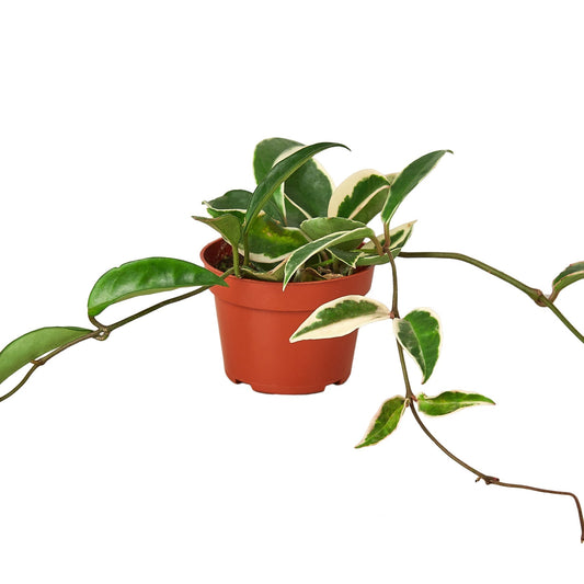 Hoya Carnosa Tricolor Live Plant – 4 Inch Pot