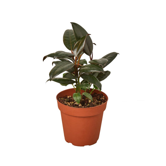 Ficus Elastica Burgundy Live Plant – 4 Inch Pot