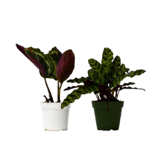 Calathea Live Plant Bundle – Set of 2 Houseplants